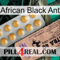 African Black Ant 41